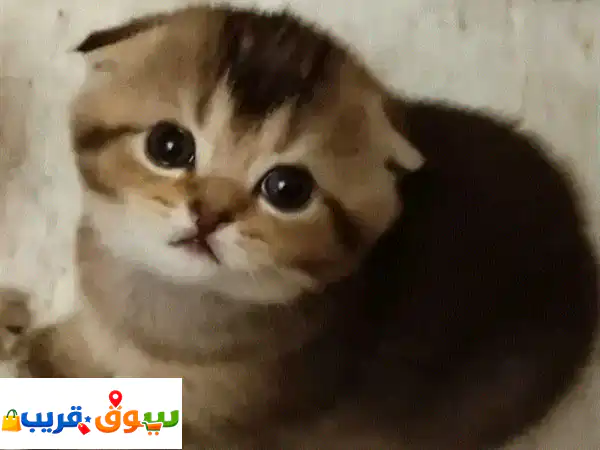 قط سكوتش فولد بلاك شينشيلا لعوب وذكي 🌟 | عمر...
