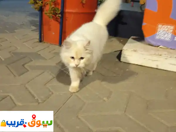 قطة بيضاء كيوت للبيع | رفيقك الودود بانتظارك! 😻