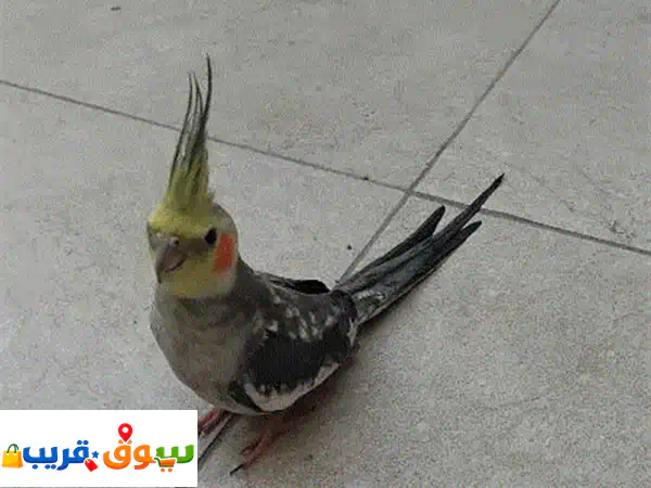 فرصة ذهبية: ذكر كوكتيل منتج للبيع - رفيقك...