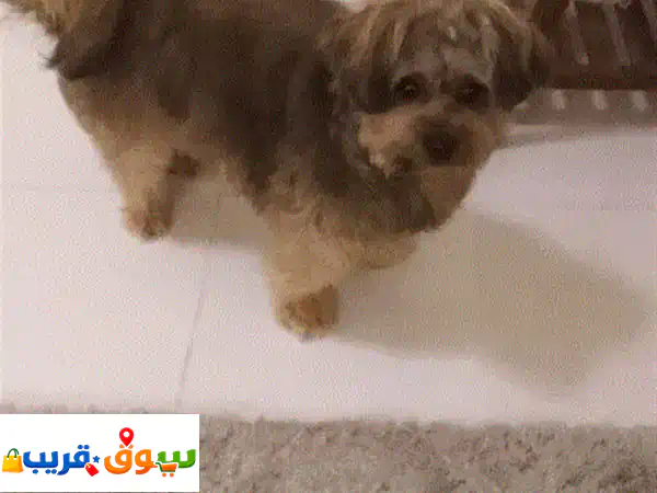 كلب للبيع