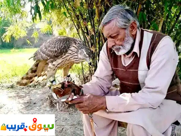 Falcon,Shikra hawks