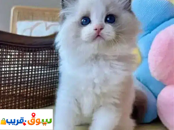 قطط راجدول أصيلة جاهزة للتبني | سحر الجمال والوداعة...