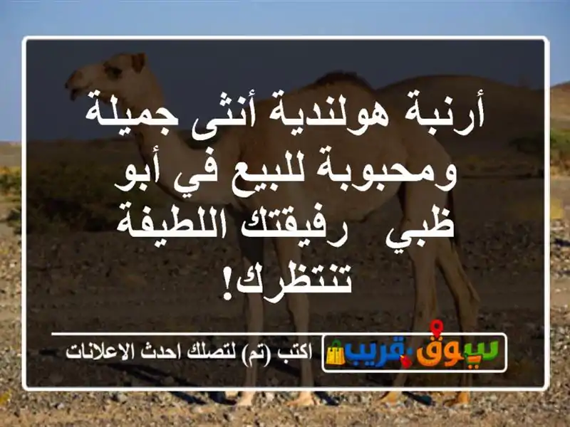أرنبة هولندية أنثى جميلة ومحبوبة للبيع في أبو ظبي...