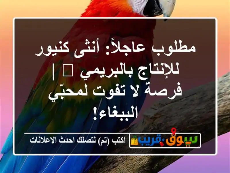 مطلوب عاجلاً: أنثى كنيور للإنتاج بالبريمي 🦜 | فرصة...