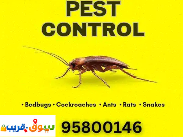 Professional Pest control in Muscat, Bedbugs powder available