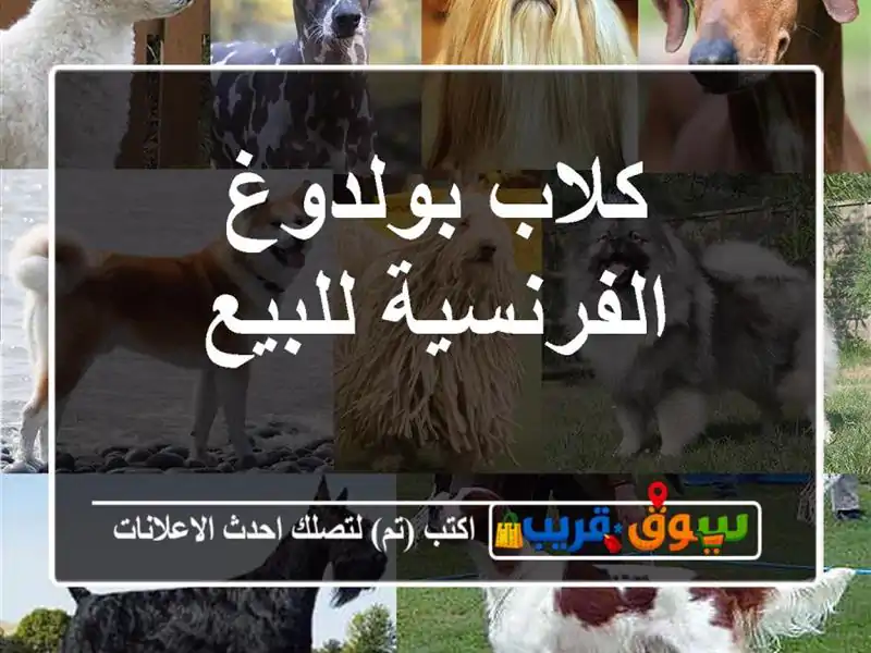 كلاب بولدوغ الفرنسية للبيع