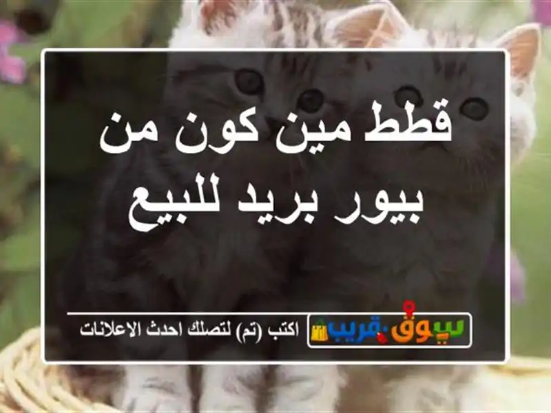 قطط مين كون من بيور بريد للبيع