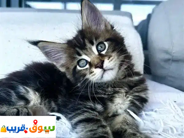 قطط مين كون أصيلة للبيع: حجم عملاق، ذكور وإناث...