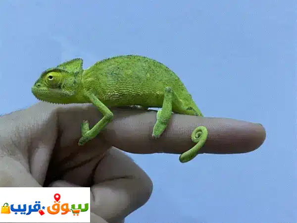 حرباء