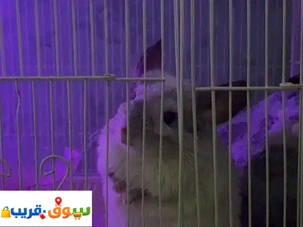 🐾 شينشيلا أنثى للبيع | جاهزة للمنزل بجميع...