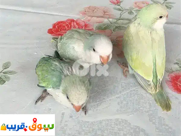 ببغاء كويكر أليف طفرة نادرة - قريب الفطام وجاهز...