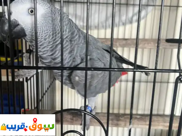 ببغاء كاسكو أفريقي أليف متكلم (10 شهور) | تفريخ محلي...