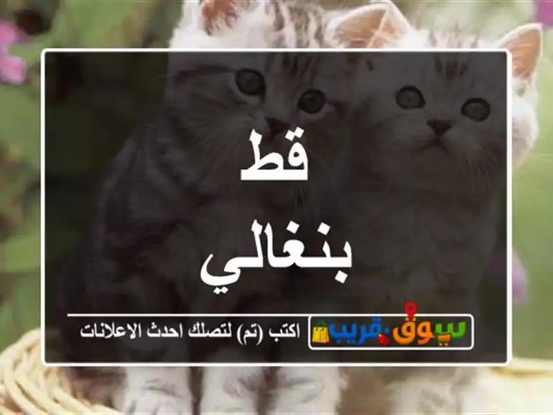 قط بنغالي