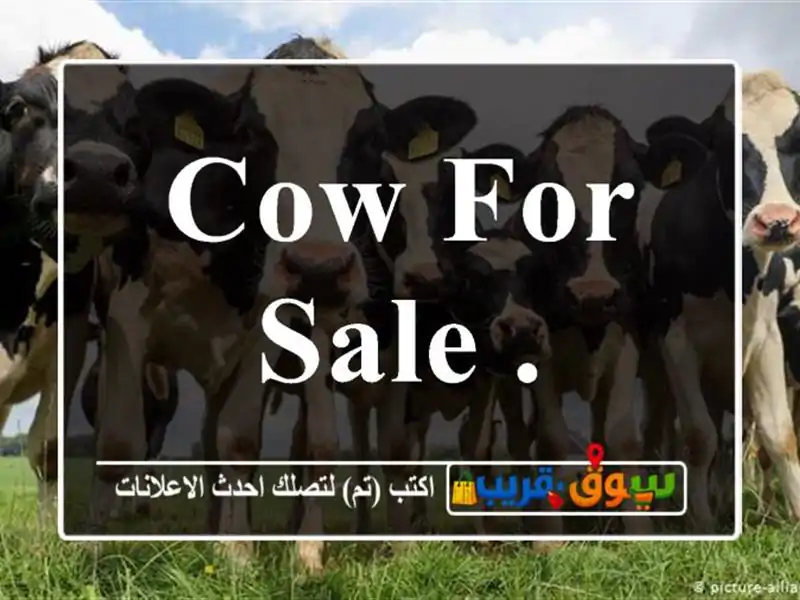 Cow for sale .