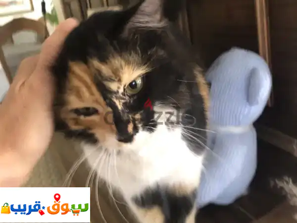 Calico kitten for free adoption