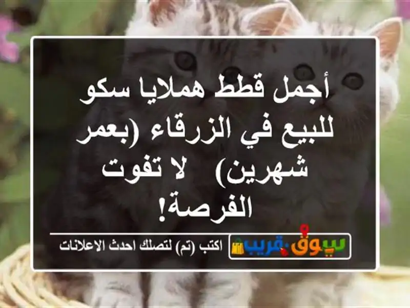 أجمل قطط هملايا سكو للبيع في الزرقاء (بعمر شهرين) -...