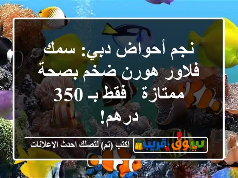 نجم أحواض دبي: سمك فلاور هورن ضخم بصحة ممتازة - فقط بـ...