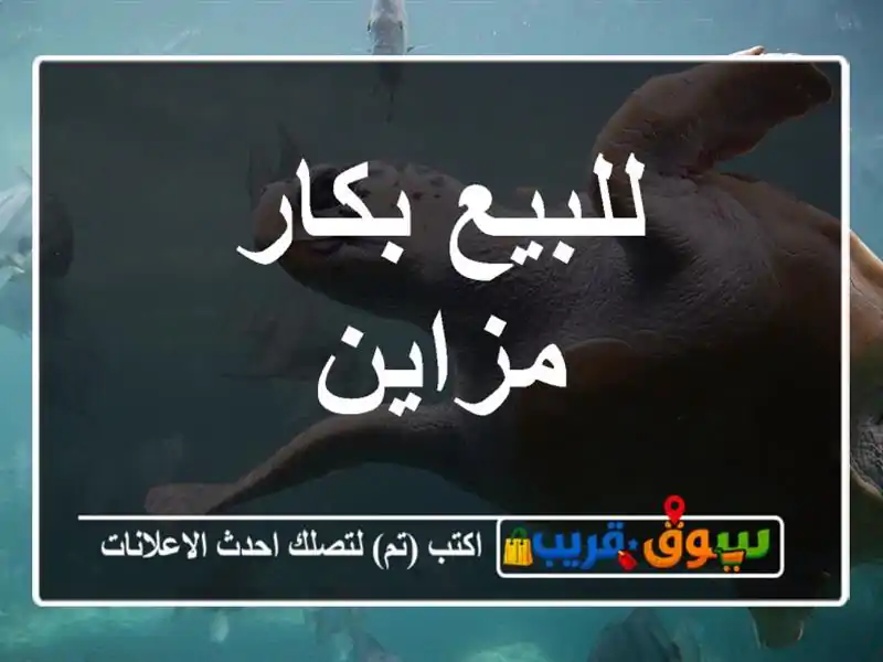 للبيع بكار مزاين