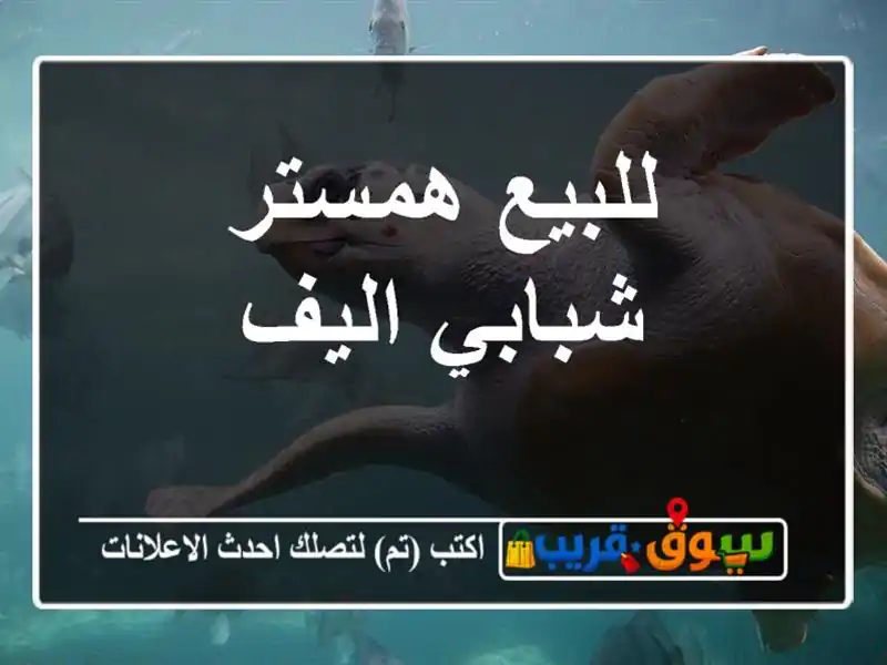 للبيع همستر شبابي اليف