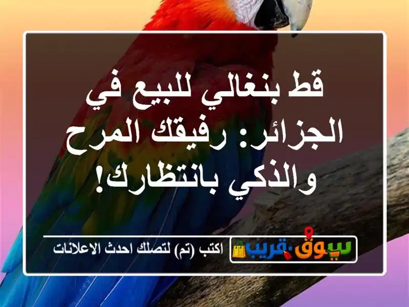 قط بنغالي للبيع في الجزائر: رفيقك المرح...