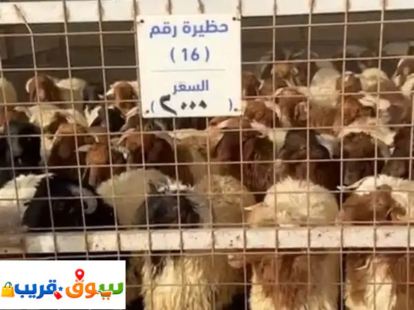 أضاحي نعيمي بلدي فاخرة | أضحية العيد على الشرط...