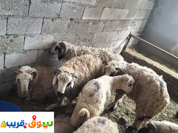 غنم نعيمي عربي أصيل للبيع: أضحية العيد جاهزة! |...