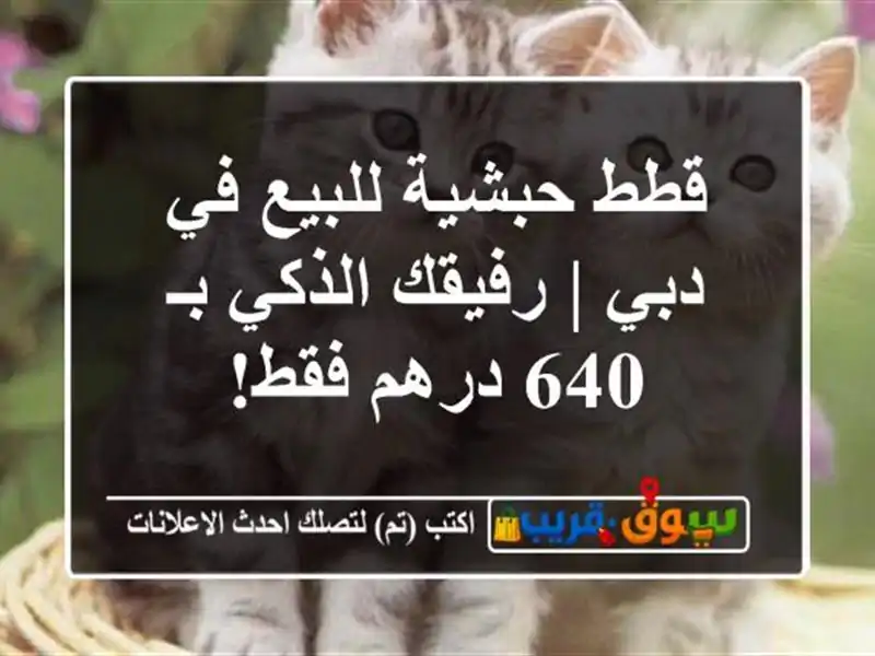 قطط حبشية للبيع في دبي | رفيقك الذكي بـ 640 درهم فقط!
