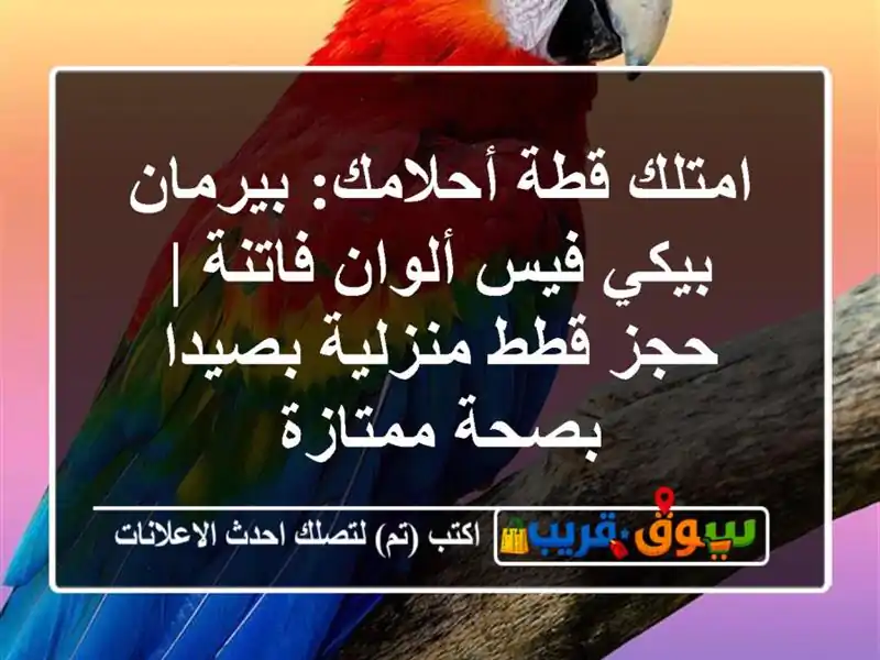 امتلك قطة أحلامك: بيرمان بيكي فيس ألوان فاتنة | حجز...