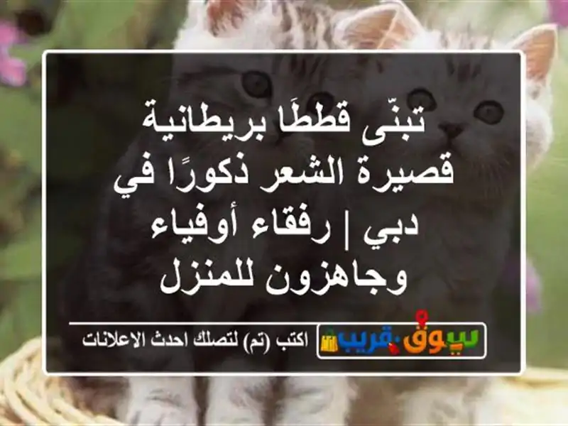تبنَّى قططًا بريطانية قصيرة الشعر ذكورًا في دبي...