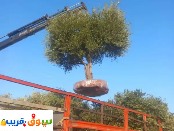 أشجار زيتون مفرعة للزينة: فخامة طبيعية لقصورك،...
