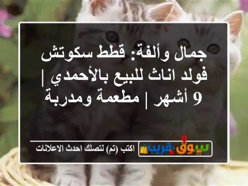 جمال وألفة: قطط سكوتش فولد اناث للبيع بالأحمدي | 9 أشهر...