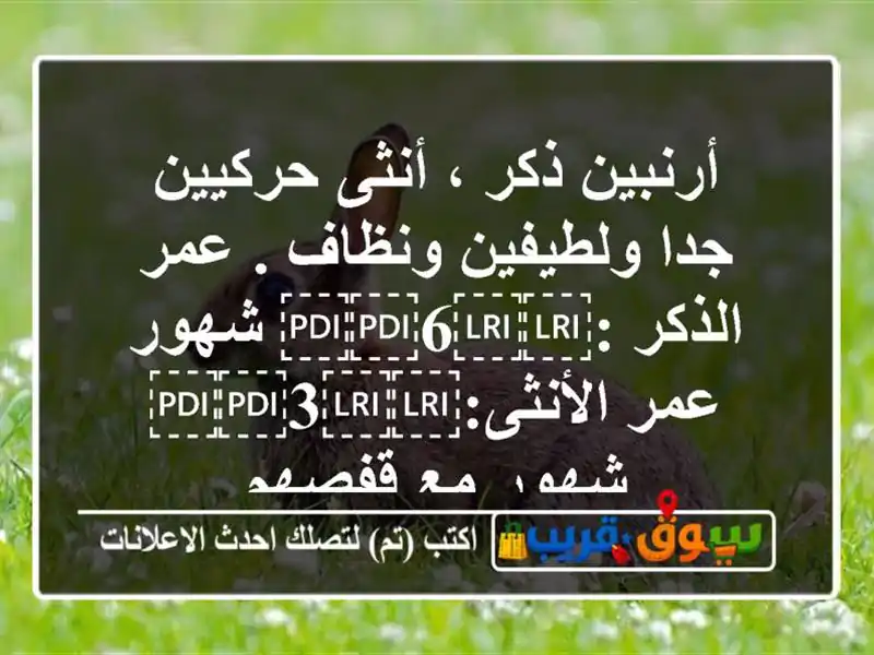 أرنبين ذكر ، أنثى حركيين جدا ولطيفين ونظاف . عمر...
