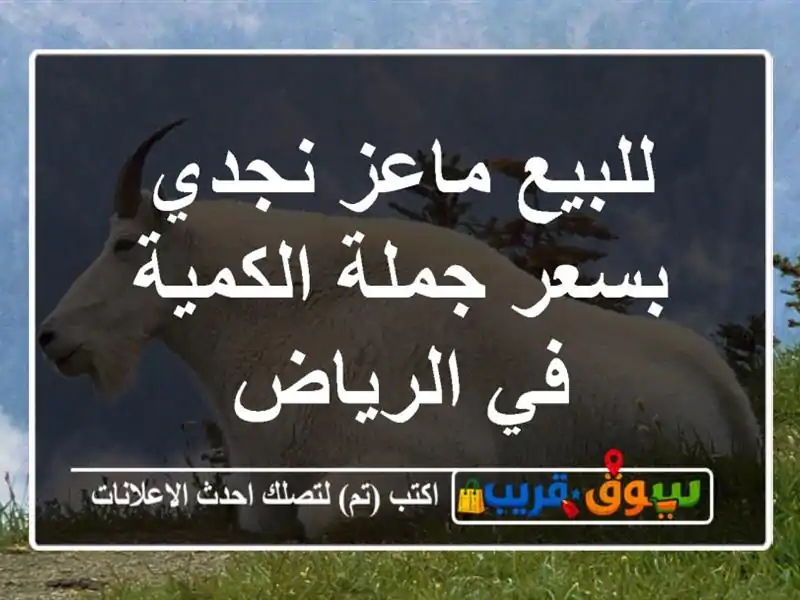 للبيع ماعز نجدي بسعر جملة الكمية في الرياض