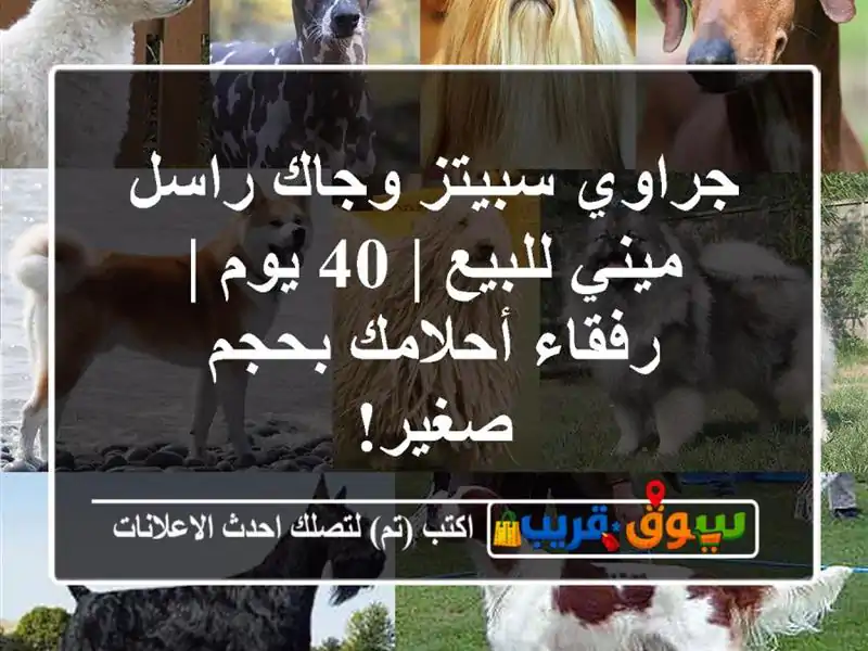 جراوي سبيتز وجاك راسل ميني للبيع | 40 يوم | رفقاء...