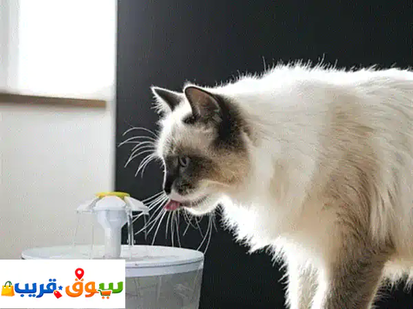 نافورة مياه للقطط