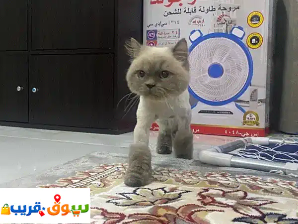 two hamilaya female cats for adoption