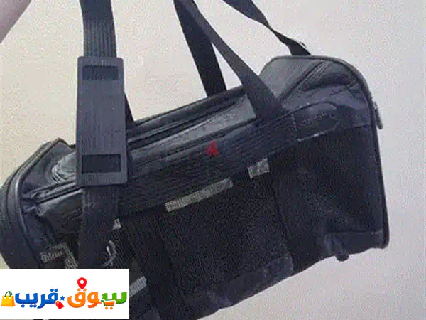 قطط للتبني