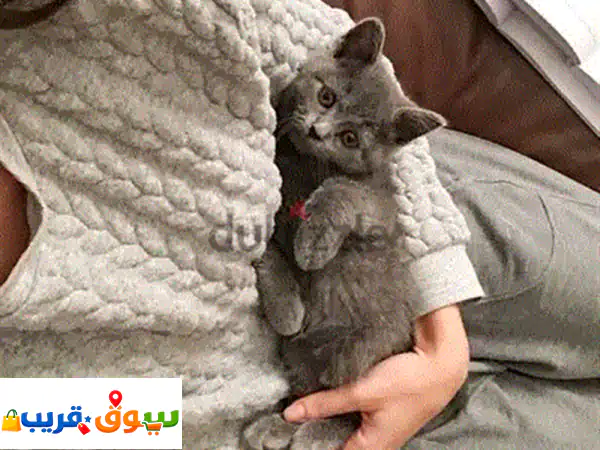 قطط هيمالايا فلّافيّة بعيون زرقاء ساحرة للبيع | مدربة ولعوبة | توصيل متاح