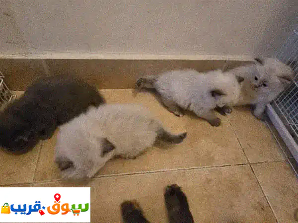 قطط للتبني