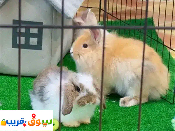 Lion Head rabbits available in store & delivery