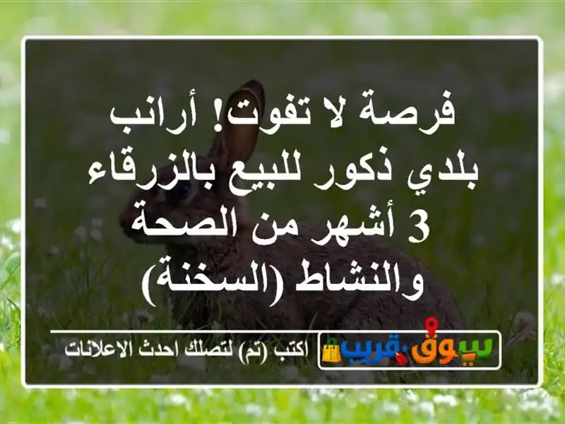 فرصة لا تفوت! أرانب بلدي ذكور للبيع بالزرقاء - 3 أشهر...