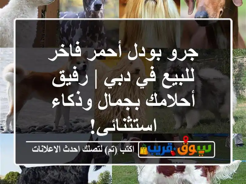 جرو بودل أحمر فاخر للبيع في دبي | رفيق أحلامك...
