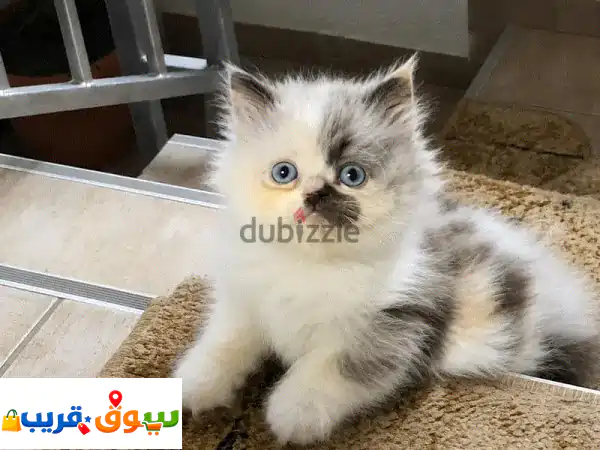 🐾 فرصة لا تعوض: قطط شيرازي مون فيس للبيع - ذكور...