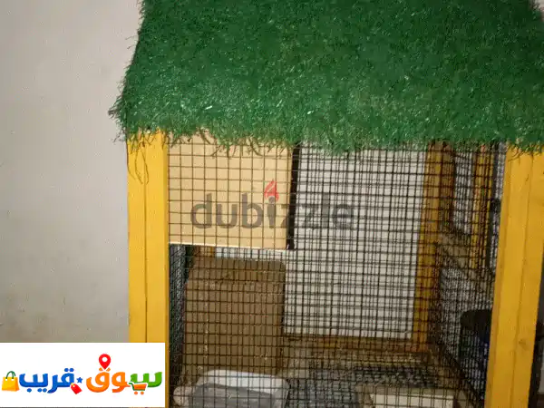 2 love birds with cage