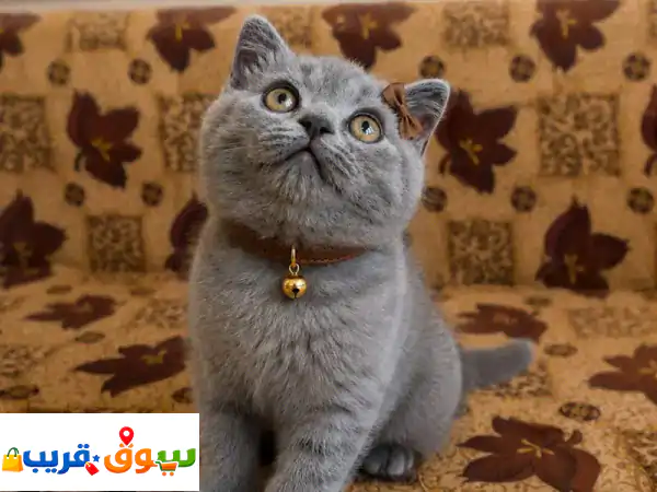 قطط سكوتش