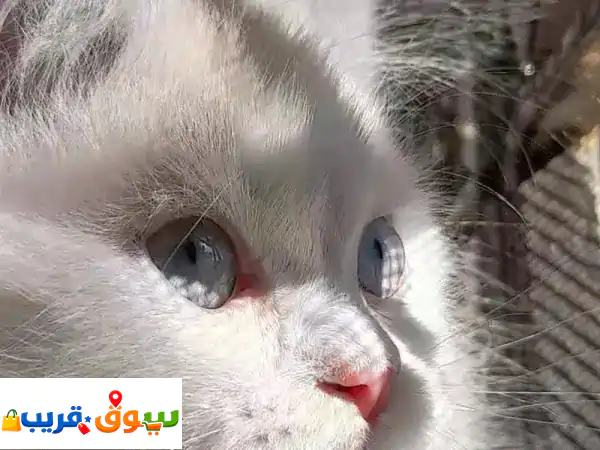 للبيع: قطة مكس راغدول هملايا شكولاته | عمر 3 أشهر |...