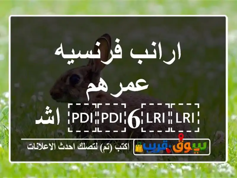 ارانب فرنسيه عمرهم ⁦⁦6⁩⁩ اشهر