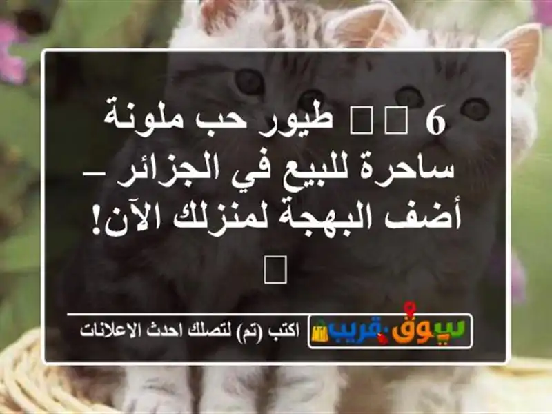 🕊️ 6 طيور حب ملونة ساحرة للبيع في الجزائر –...