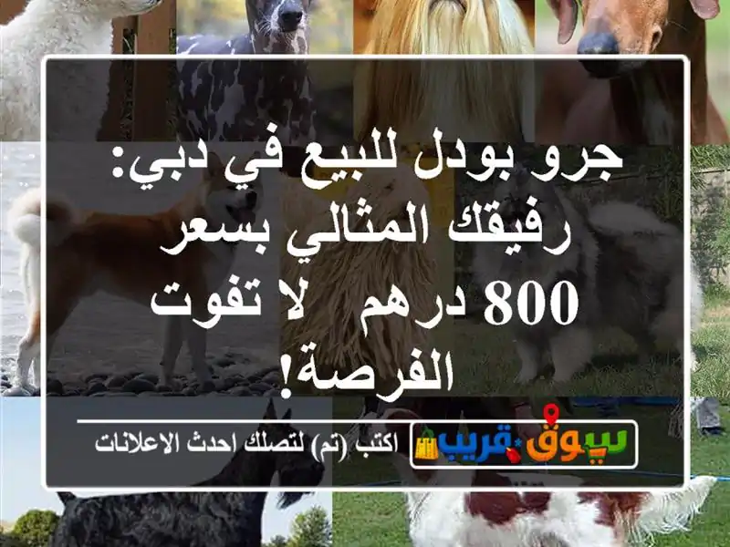 جرو بودل للبيع في دبي: رفيقك المثالي بسعر 800 درهم -...