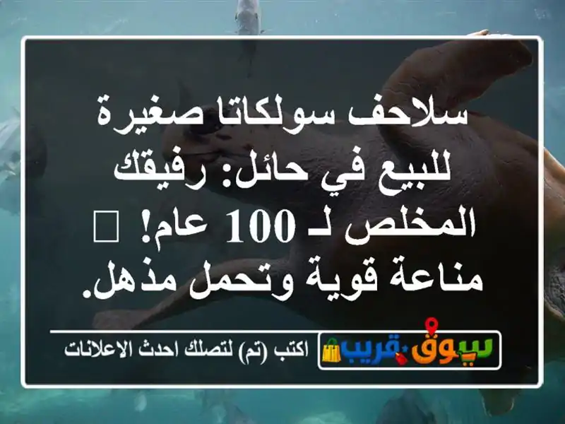 سلاحف سولكاتا صغيرة للبيع في حائل: رفيقك المخلص لـ...